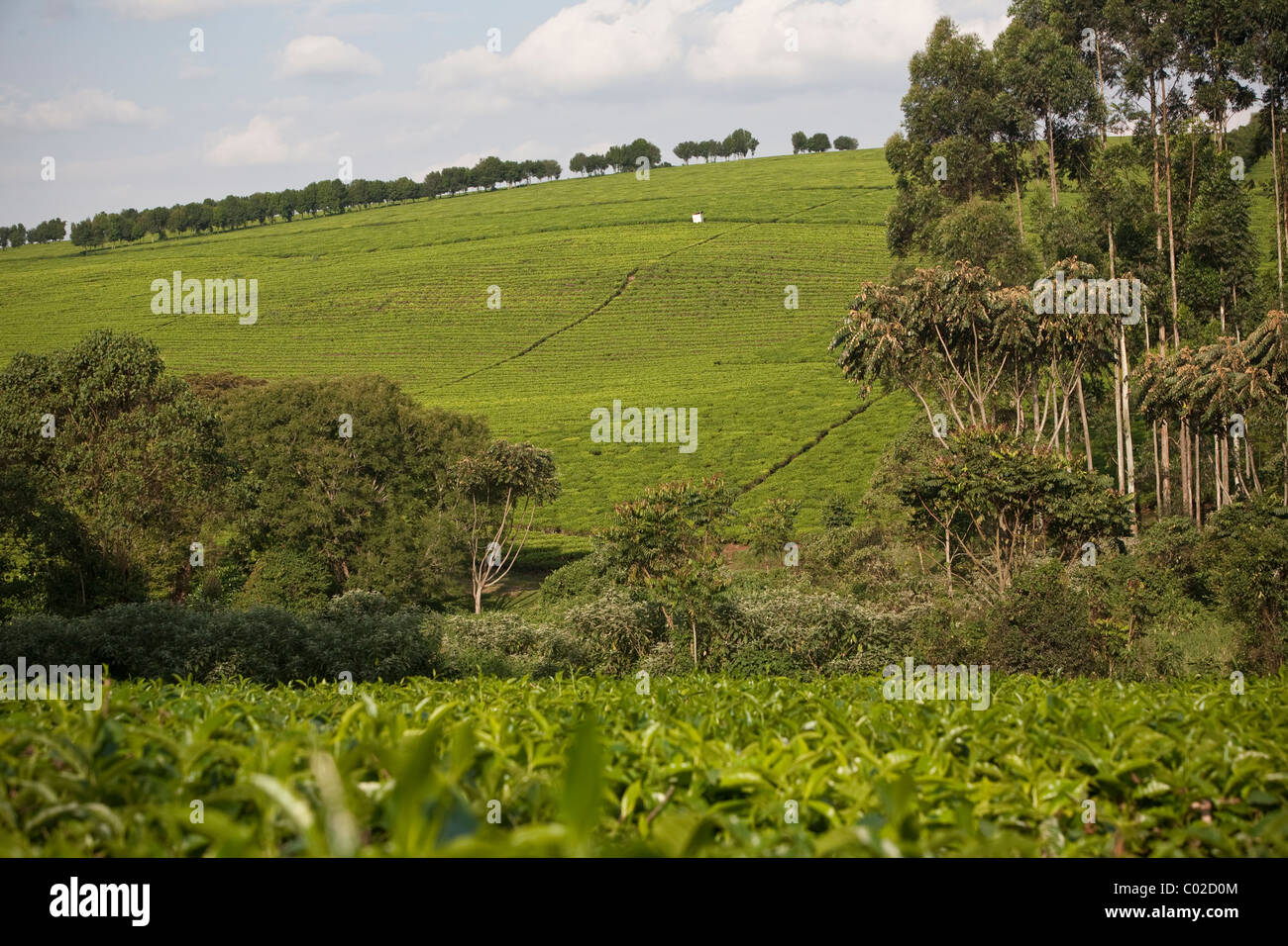 Unilver's tea campi di Kericho, Kenya, Africa orientale. Foto Stock