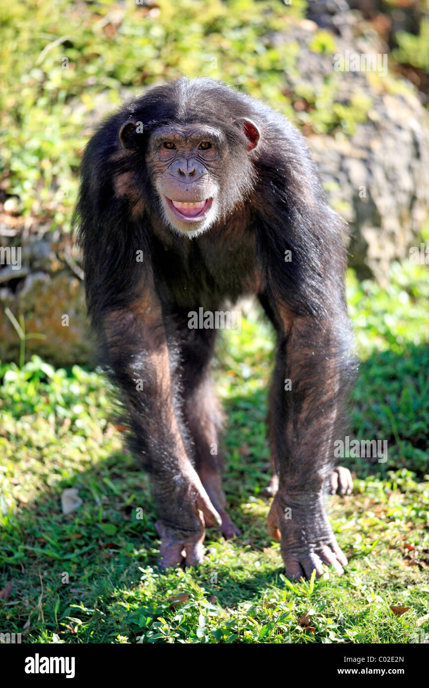 Scimpanzé centrale (Pan troglodytes troglodytes), smorfie subadult, Africa Foto Stock