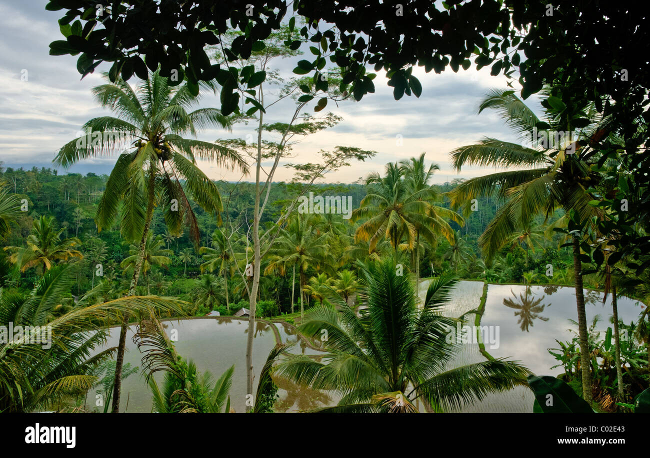 Palme e inondato ricefields nei pressi di Ubud, Bali Foto Stock