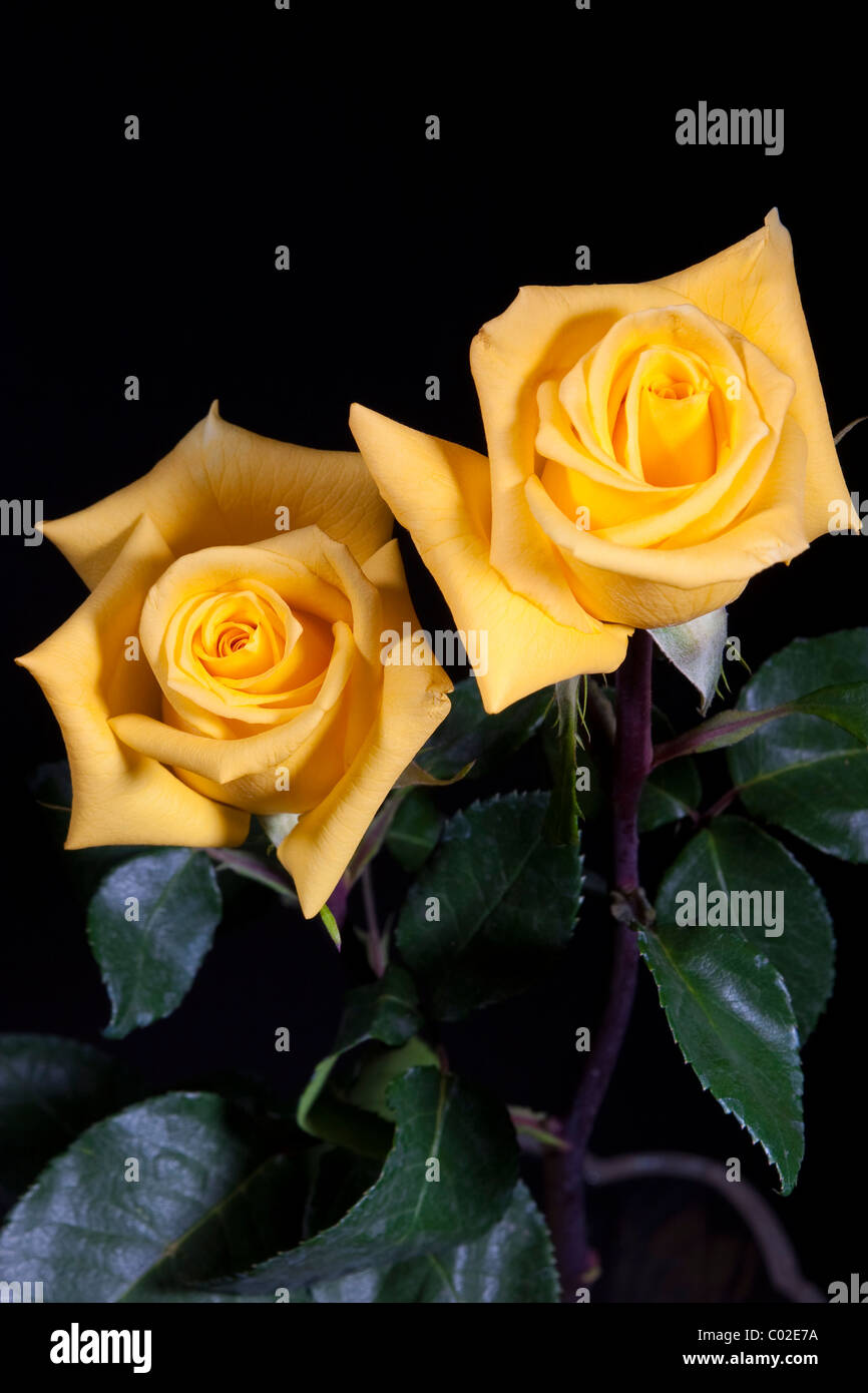 Due rose giallo su sfondo nero Foto Stock