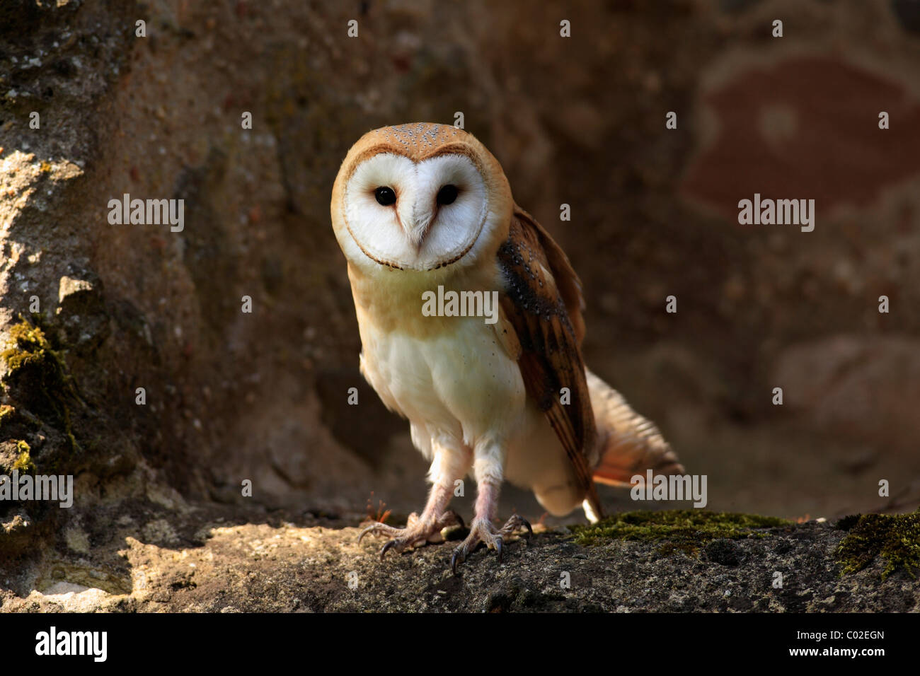 Il barbagianni (Tyto alba), Adulto, Germania, Europa Foto Stock