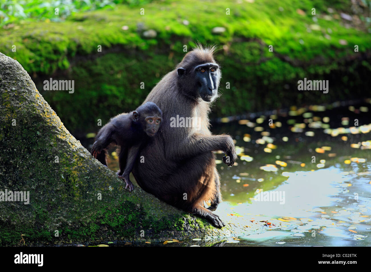 Celebes macaco crestato(Macaca nigra), femmina adulti con i giovani sulla roccia ad acqua e Asia Foto Stock
