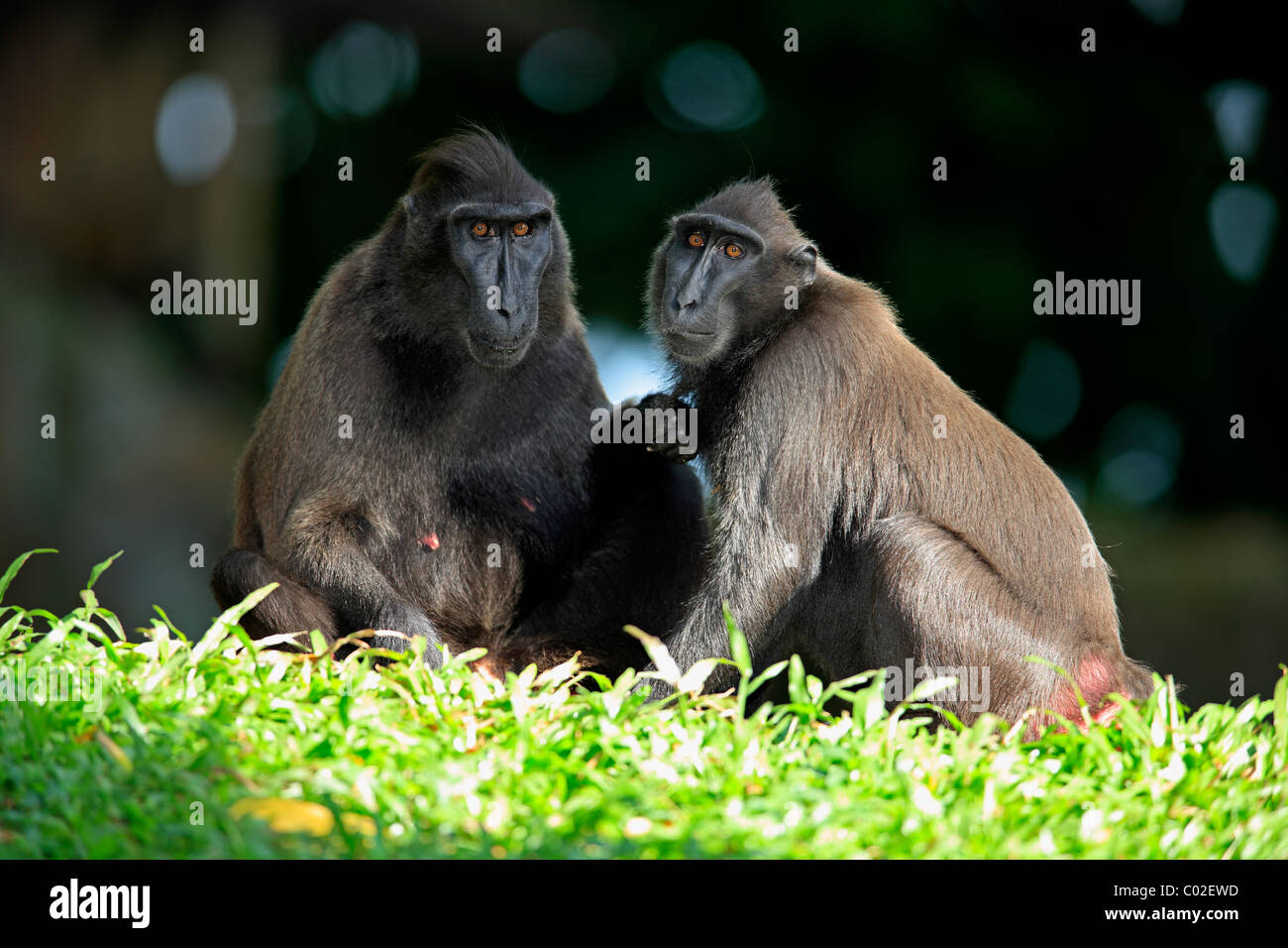 Celebes macaco crestato(Macaca nigra), due femmina adulti, sociale behavious, Asia Foto Stock