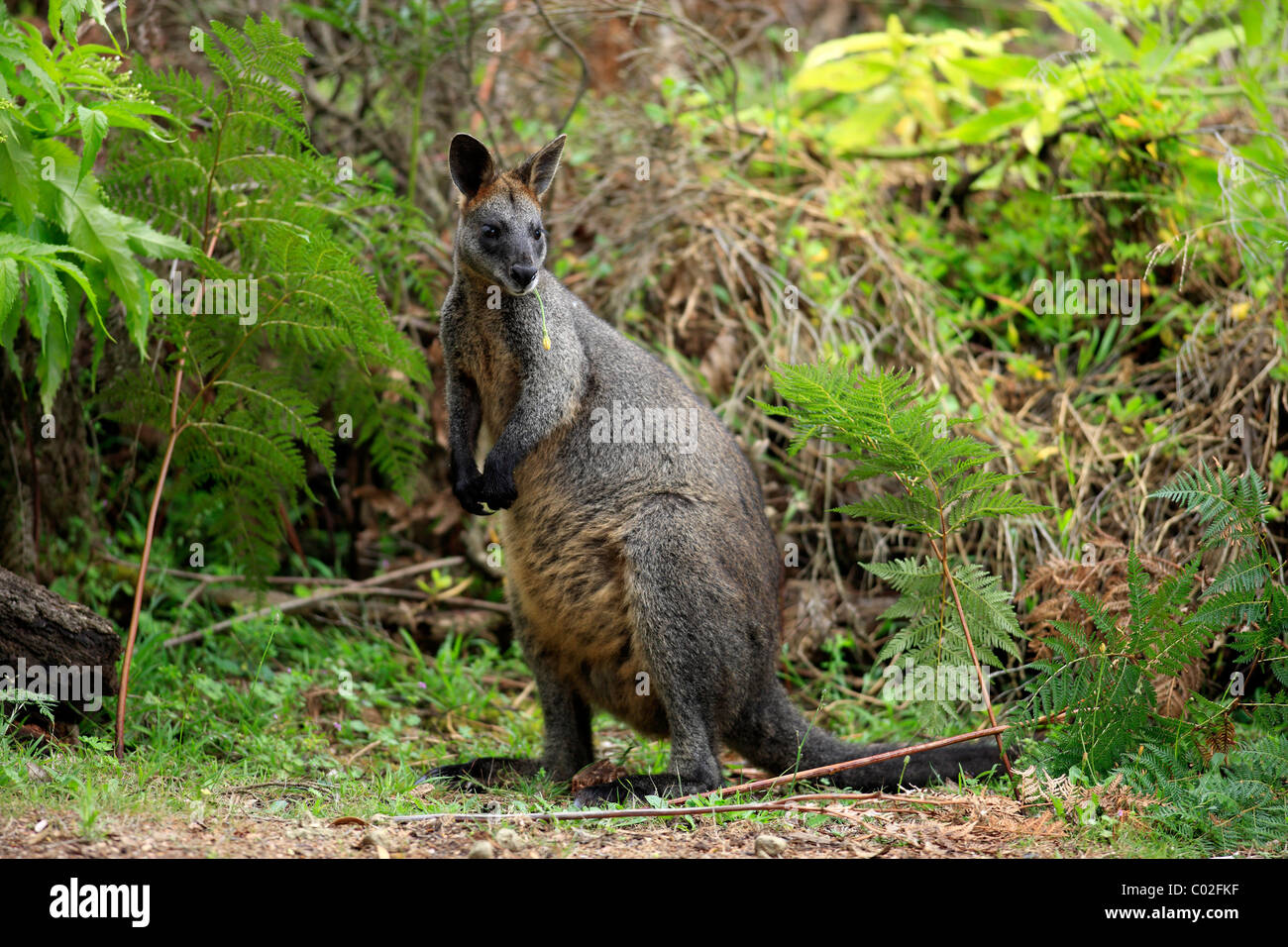 Swamp Wallaby Wallabia (bicolore), femmina adulta, foraggio per il cibo, Wilson promontorio National Park, Australia Foto Stock