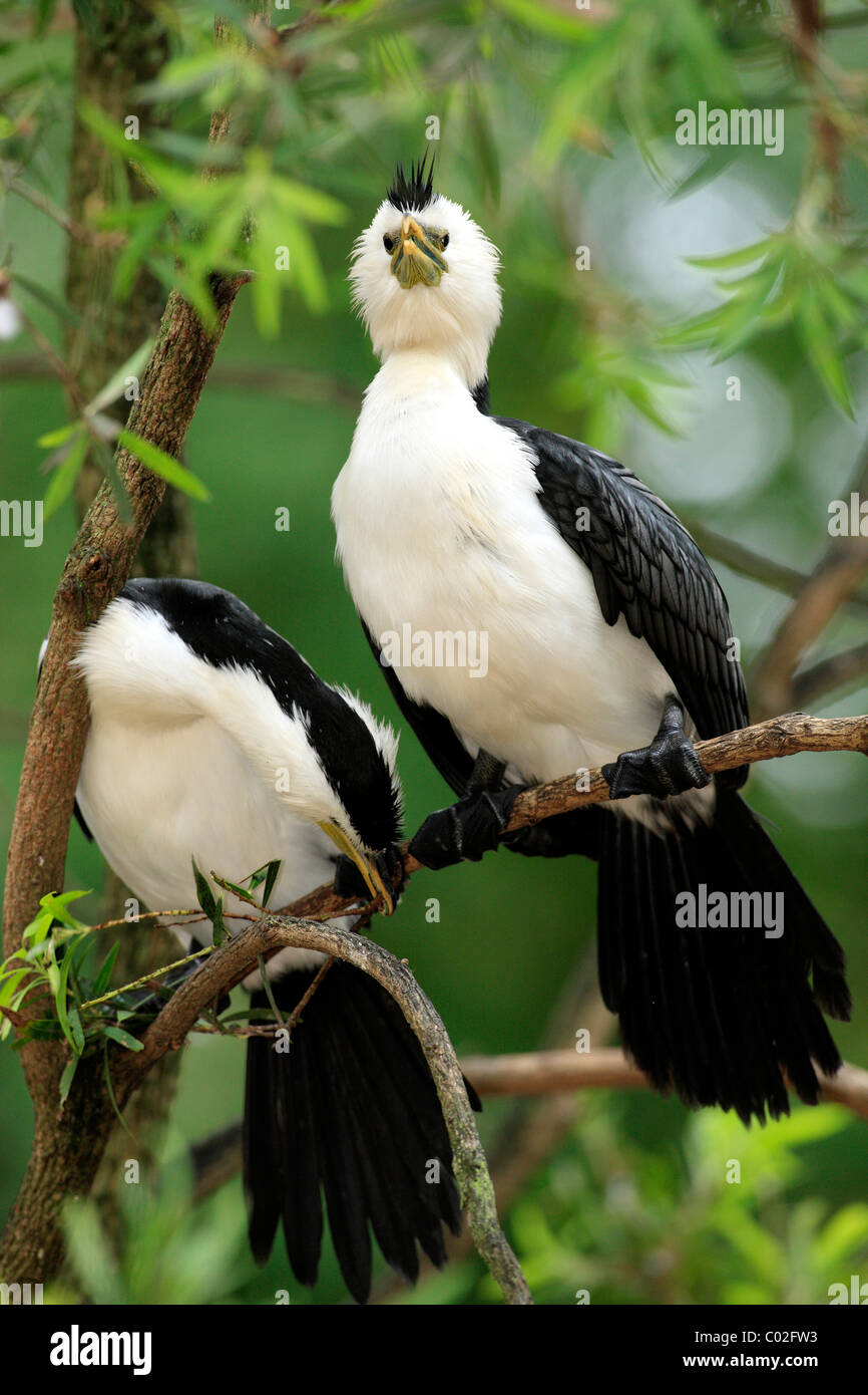 Poco Pied cormorano, poco Shag o Kawaupaka (Phalacrocorax melanoleucos), coppia sugli alberi, Australia Foto Stock