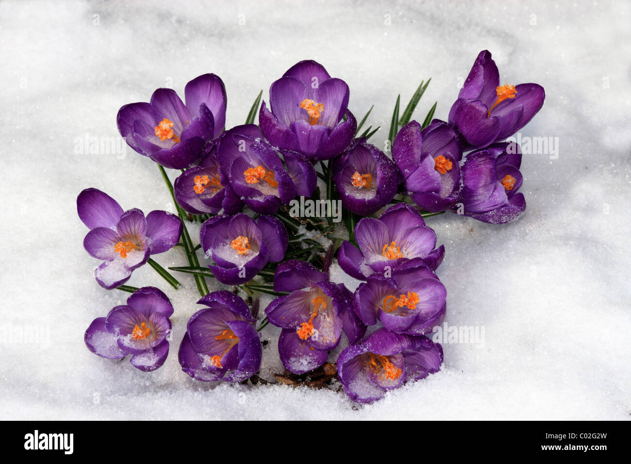 Crocus (crocus vernus), fioritura nella neve Foto Stock