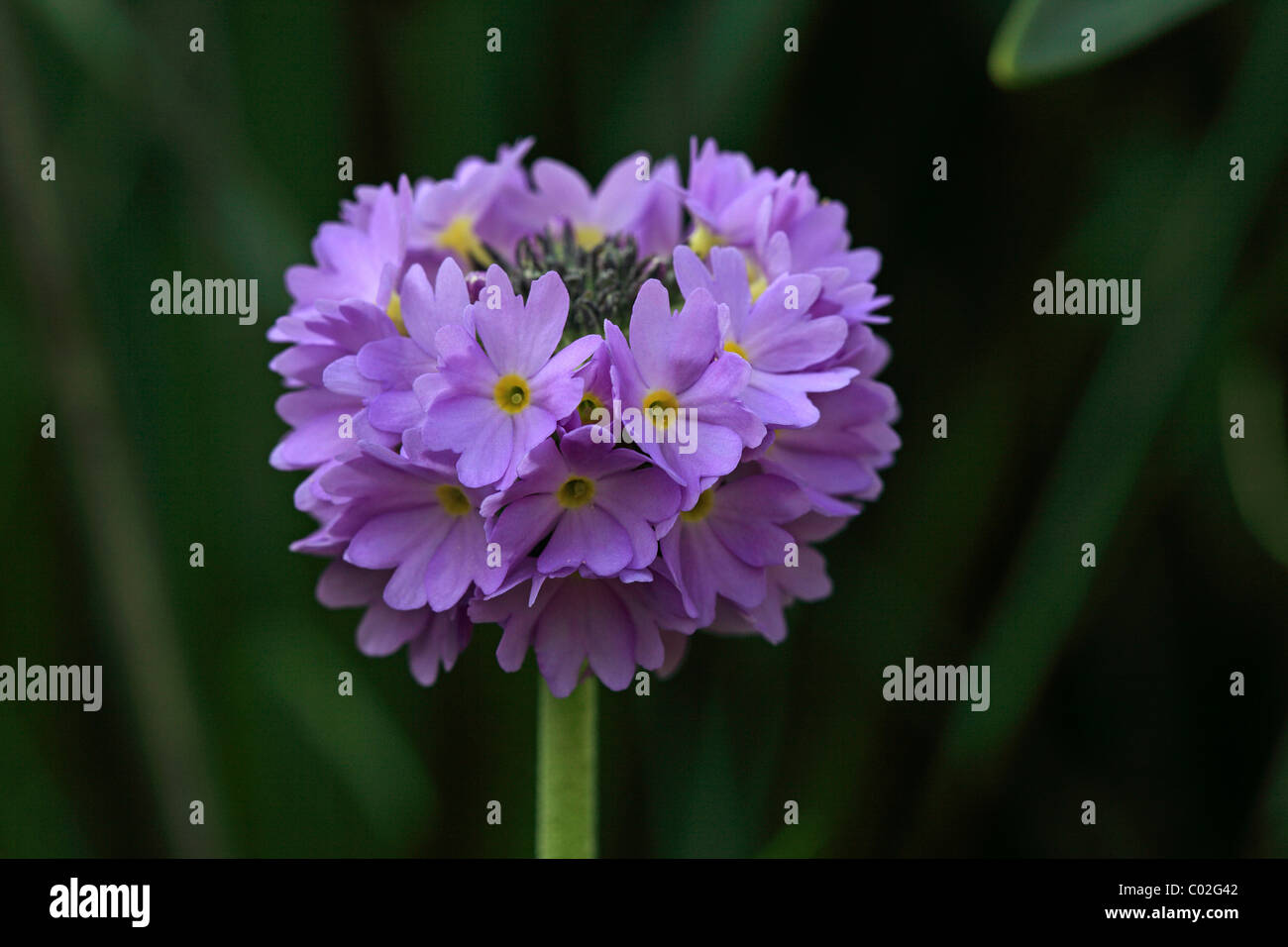 Coscia di primrose o la primula himalayana (Primula denticulata), fiore Foto Stock