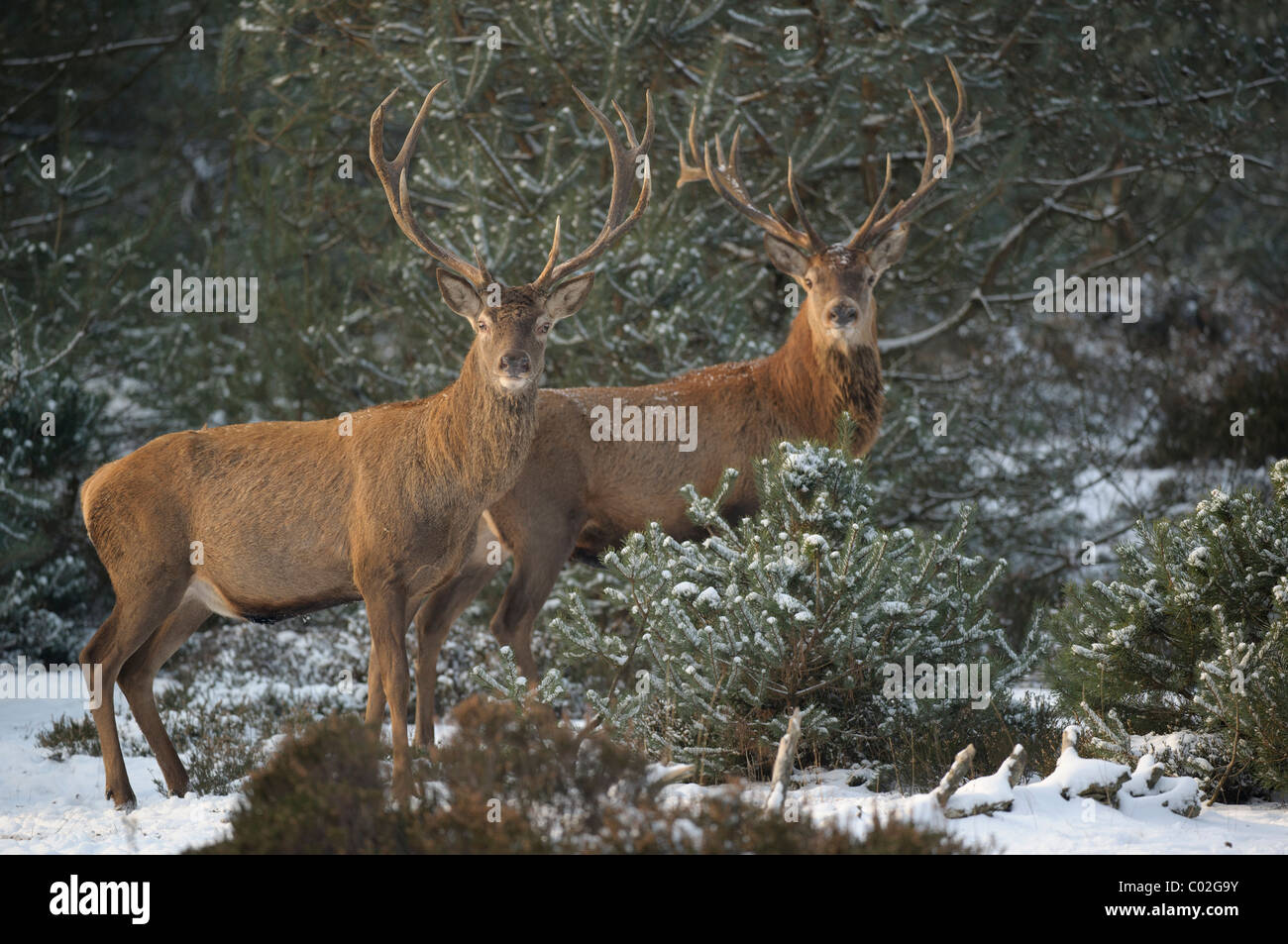 Il cervo (Cervus elaphus). Due cervi in piedi nella neve pineta mentre guardando nella telecamera, Veluwe, Paesi Bassi. Foto Stock