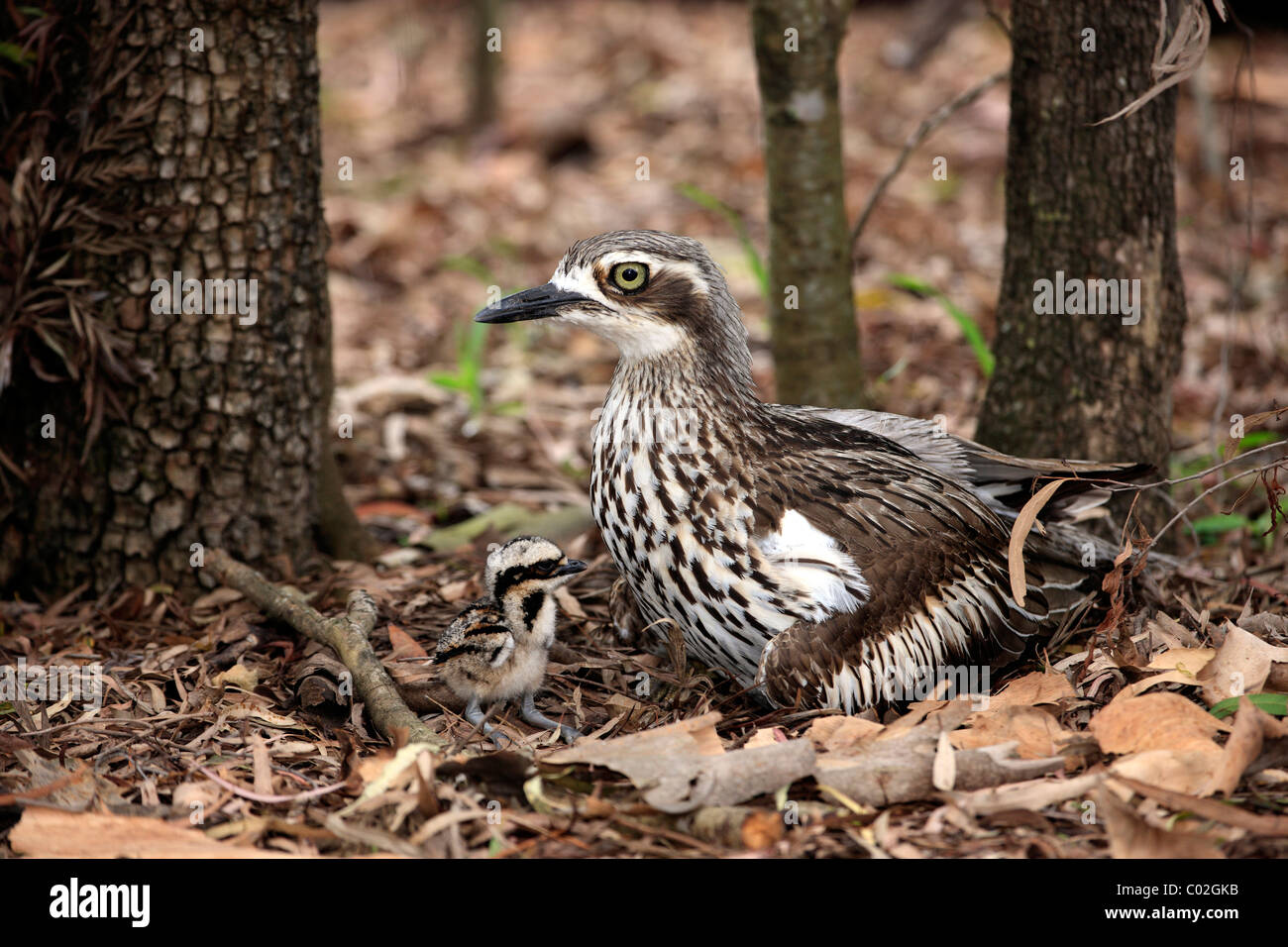 Bush in pietra (curlew Burhinus grallarius), femmina adulti con pulcino, Australia Foto Stock