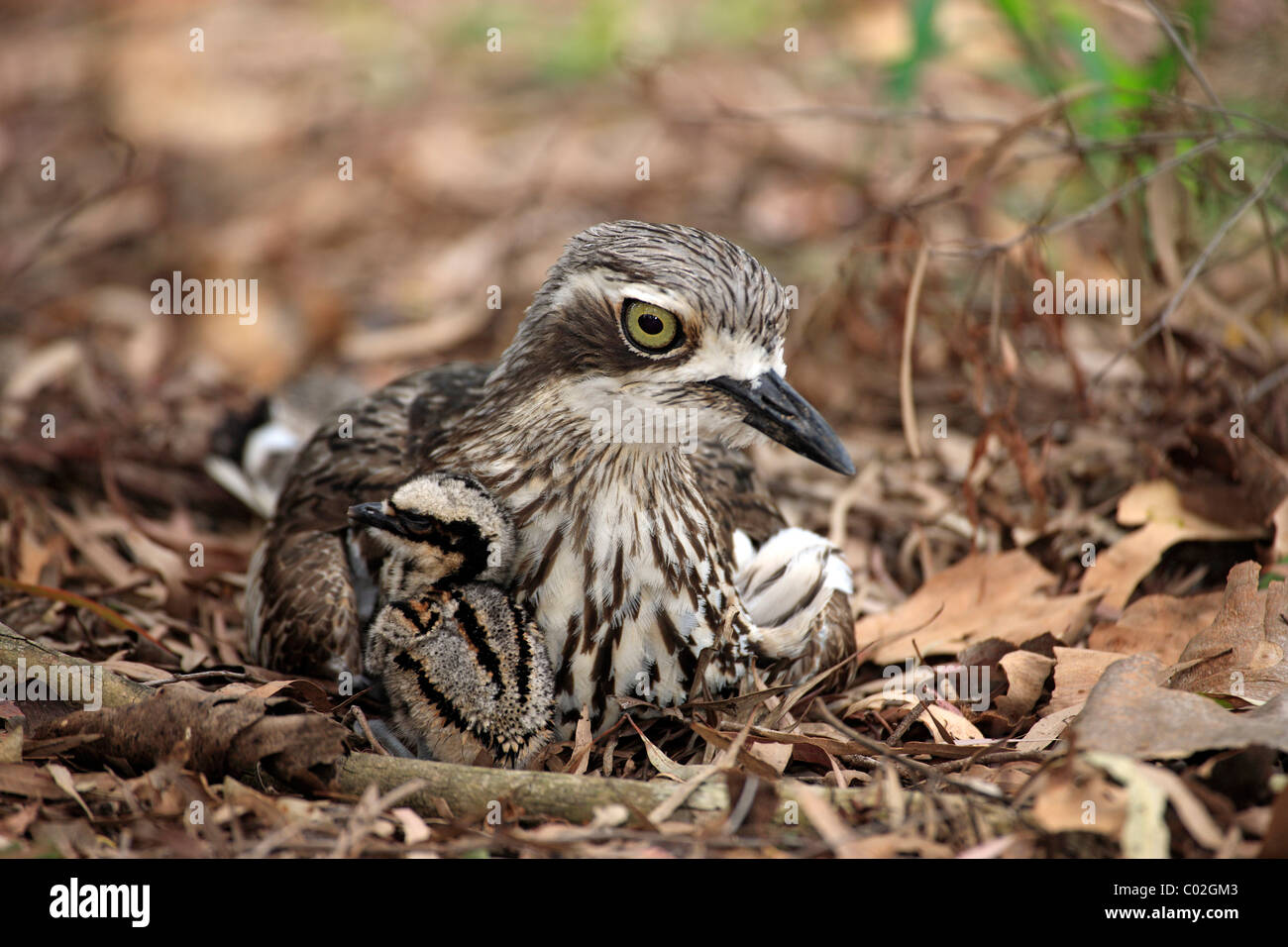 Bush in pietra (curlew Burhinus grallarius), femmina adulti con pulcino, Australia Foto Stock