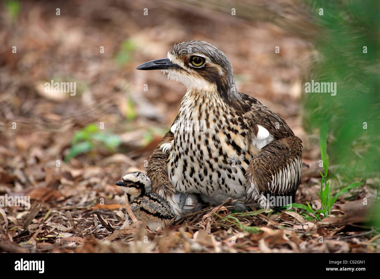 Bush in pietra (curlew Burhinus grallarius), femmina adulti con pulcino, Australia Foto Stock