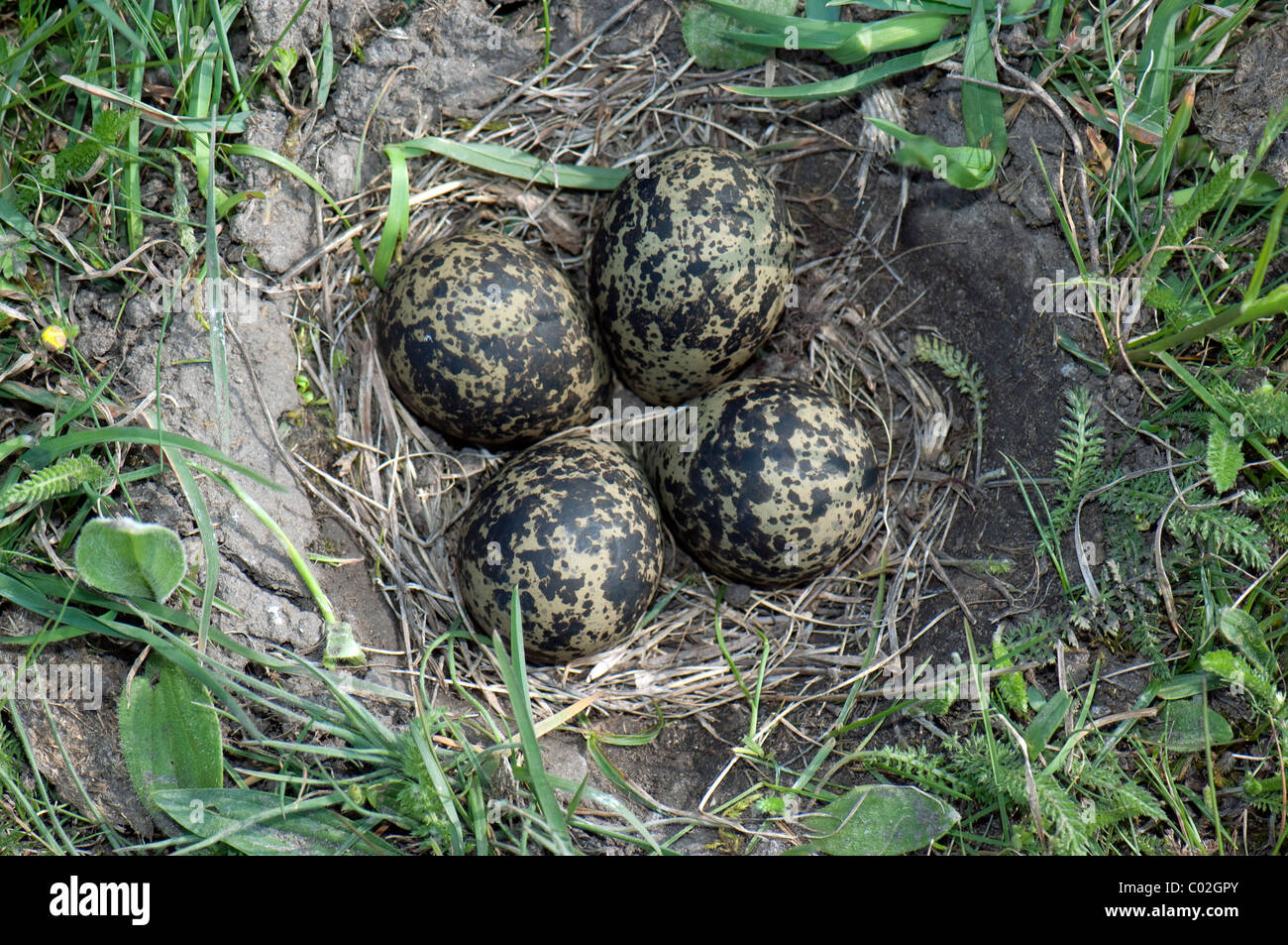 Pavoncella (Vanellus vanellus), nido con frizione di uova. Foto Stock