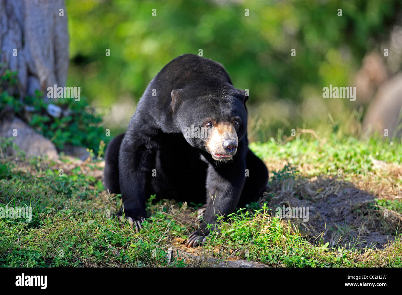 Sun Bear (Helarctos malayanus), femmina adulta, Asian Foto Stock