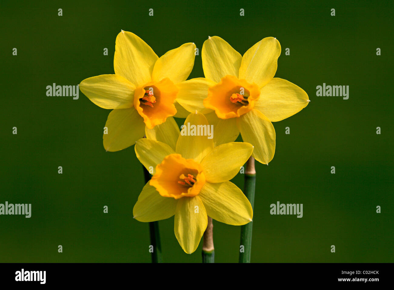 Narciso, daffodil (Narcissus), fioritura Foto Stock