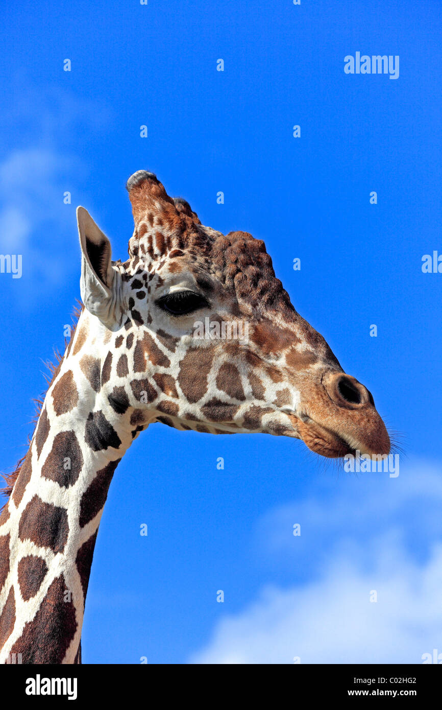 Giraffa somala o reticolato (Giraffa Giraffa camelopardalis reticulata), Adulto, ritratto, Africa Foto Stock
