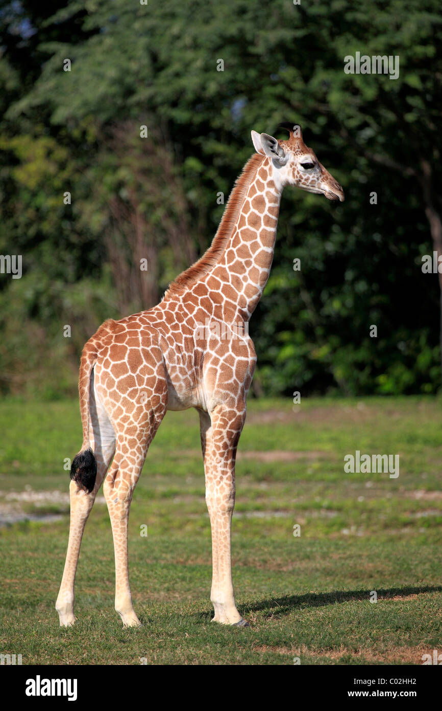 Giraffa somala o reticolato (Giraffa Giraffa camelopardalis reticulata), giovani, Africa Foto Stock