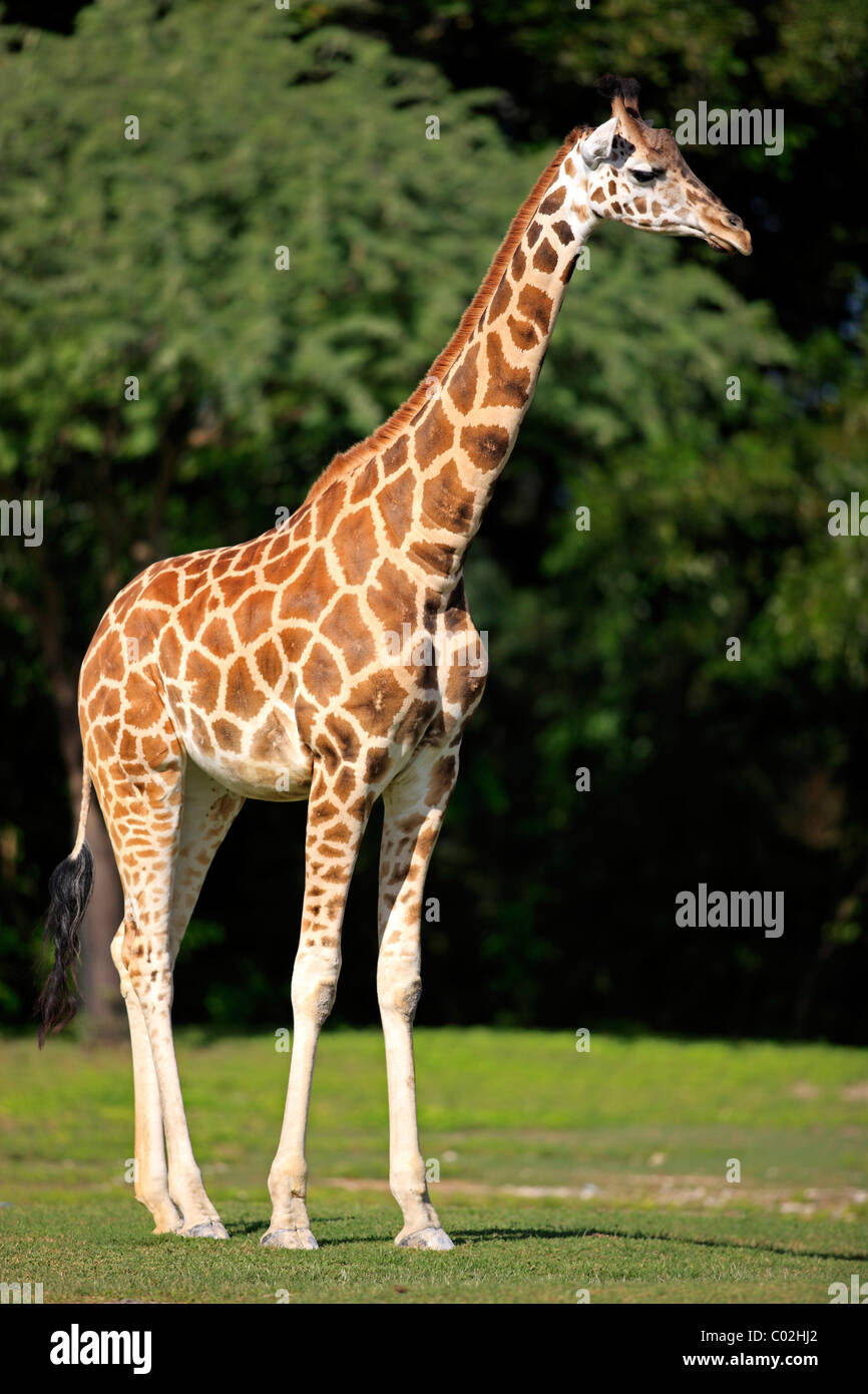 Giraffa somala o reticolato (Giraffa Giraffa camelopardalis reticulata), giovani, Africa Foto Stock