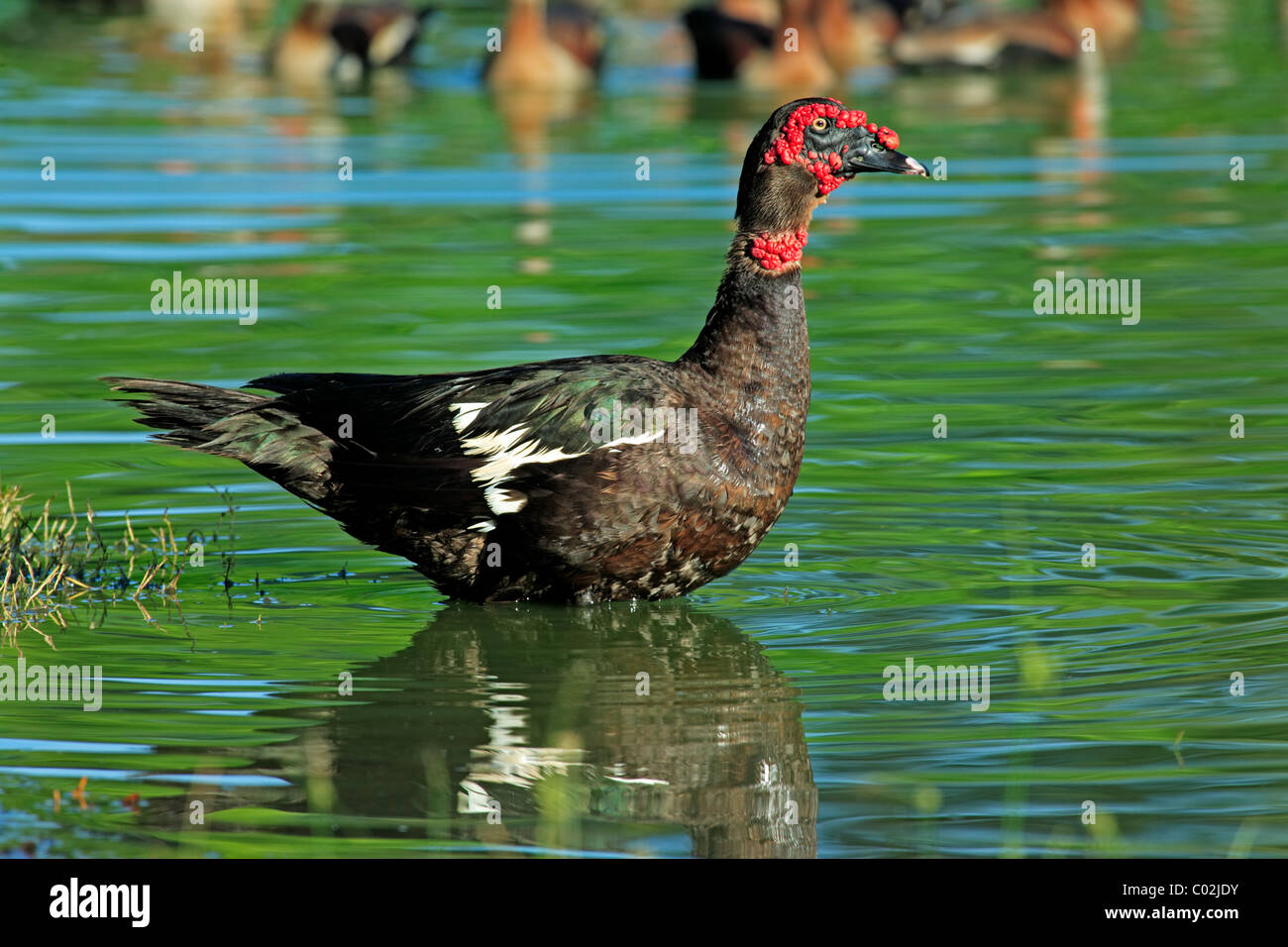 Anatra muta (Cairina moschata), Adulto, maschio, Drake, in piedi in acqua, Pantanal wetland, Brasile, Sud America Foto Stock