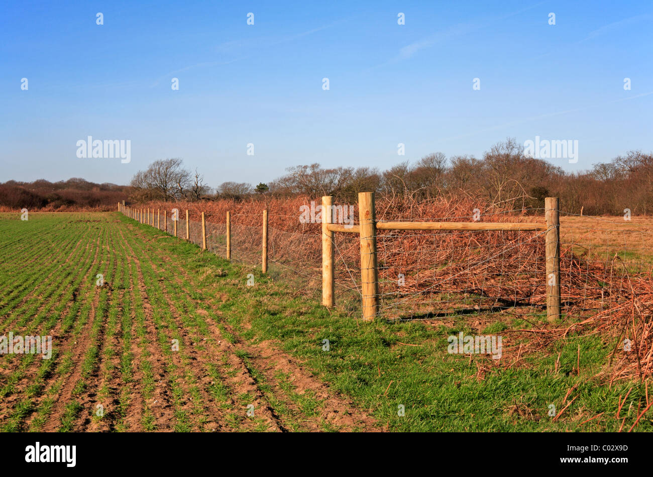 Nuovo campo recinzione perimetrale eretta da una coltura di autunno seminate a cereali Covehithe, Suffolk, Inghilterra, Regno Unito. Foto Stock