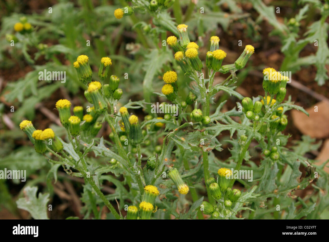 Groundsel / old-man-in-the-molla (Senecio vulgaris: Asteraceae) REGNO UNITO Foto Stock