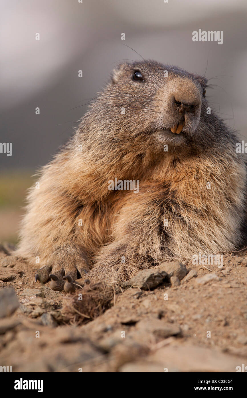 Alpine marmotta (Marmota marmota) Foto Stock