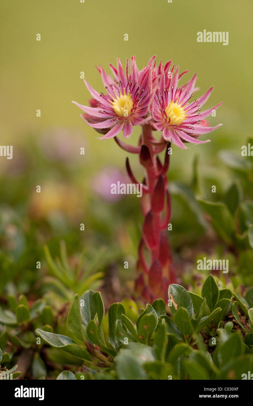 Ragnatela semprevivo (Sempervivum arachnoideum) Foto Stock