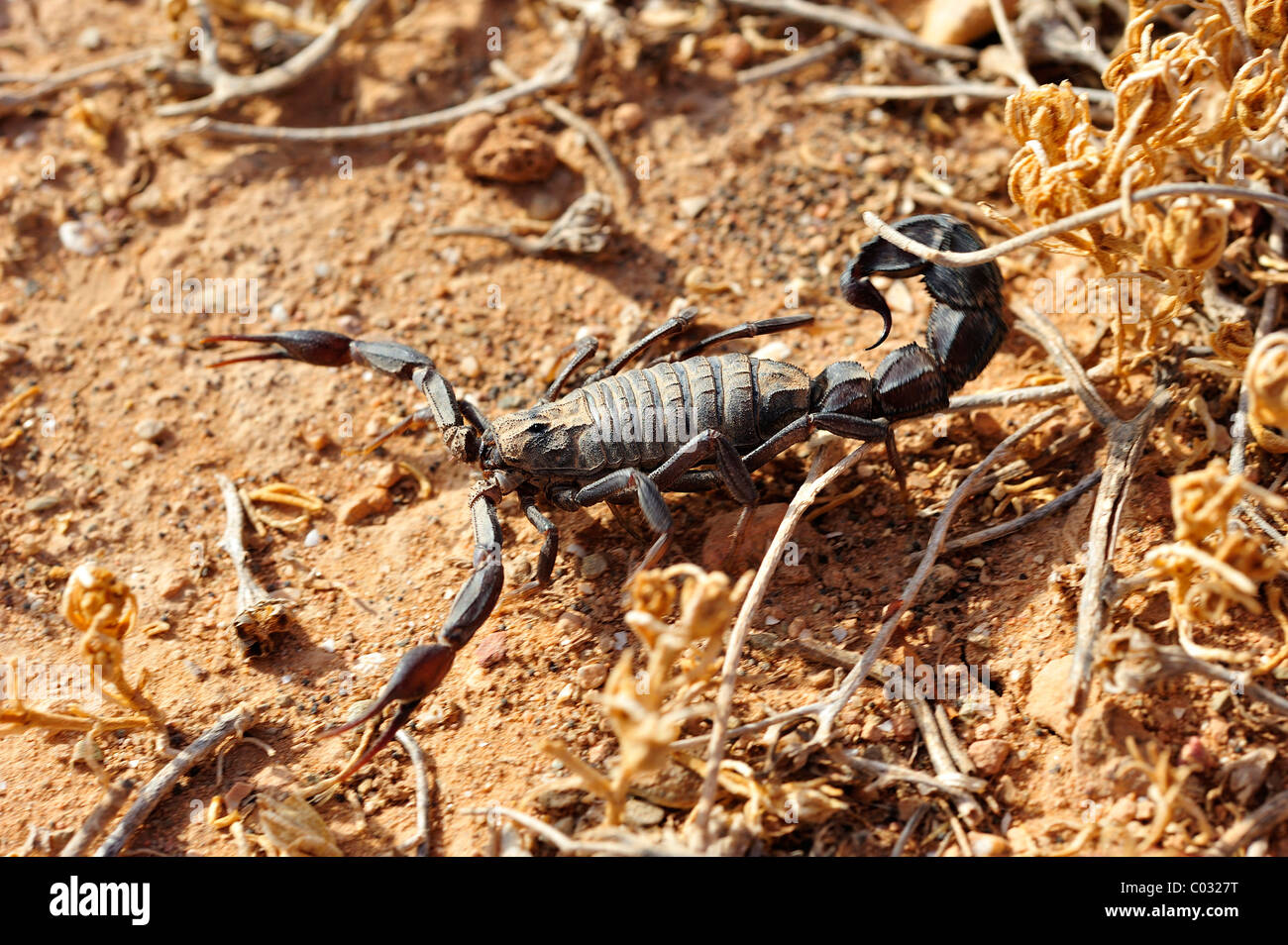 Molto velenose Fat-tailed Scorpion (Androctonus), Sud Marocco, Marocco, Africa Foto Stock