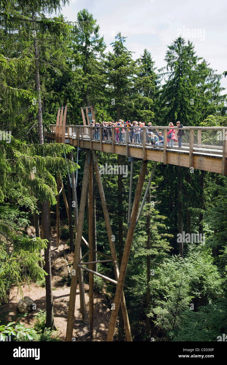 La scuola dei bambini visitando il treetop marciapiede, Parco Nazionale della Foresta Bavarese, Neuschoenau, Bassa Baviera Foto Stock