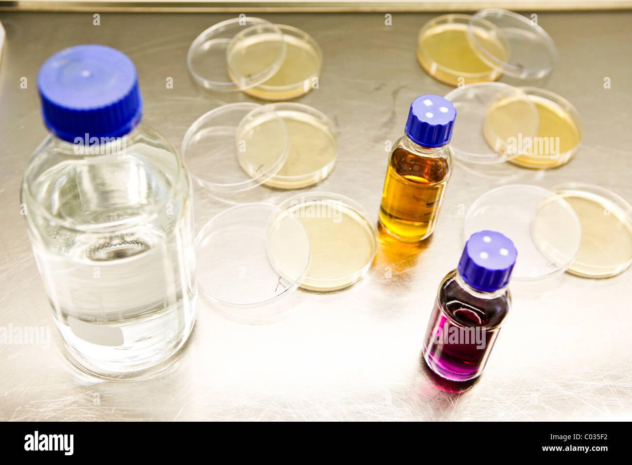 Industria farmaceutica, le colture in vitro Foto Stock