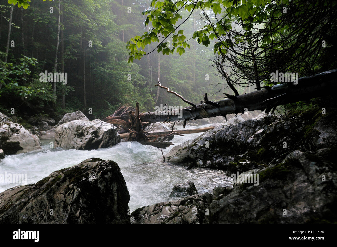 Wild torrente di montagna nelle Alpi vicino a Tauplitz, Salzkammergut, Stiria, Austria, Europa Foto Stock