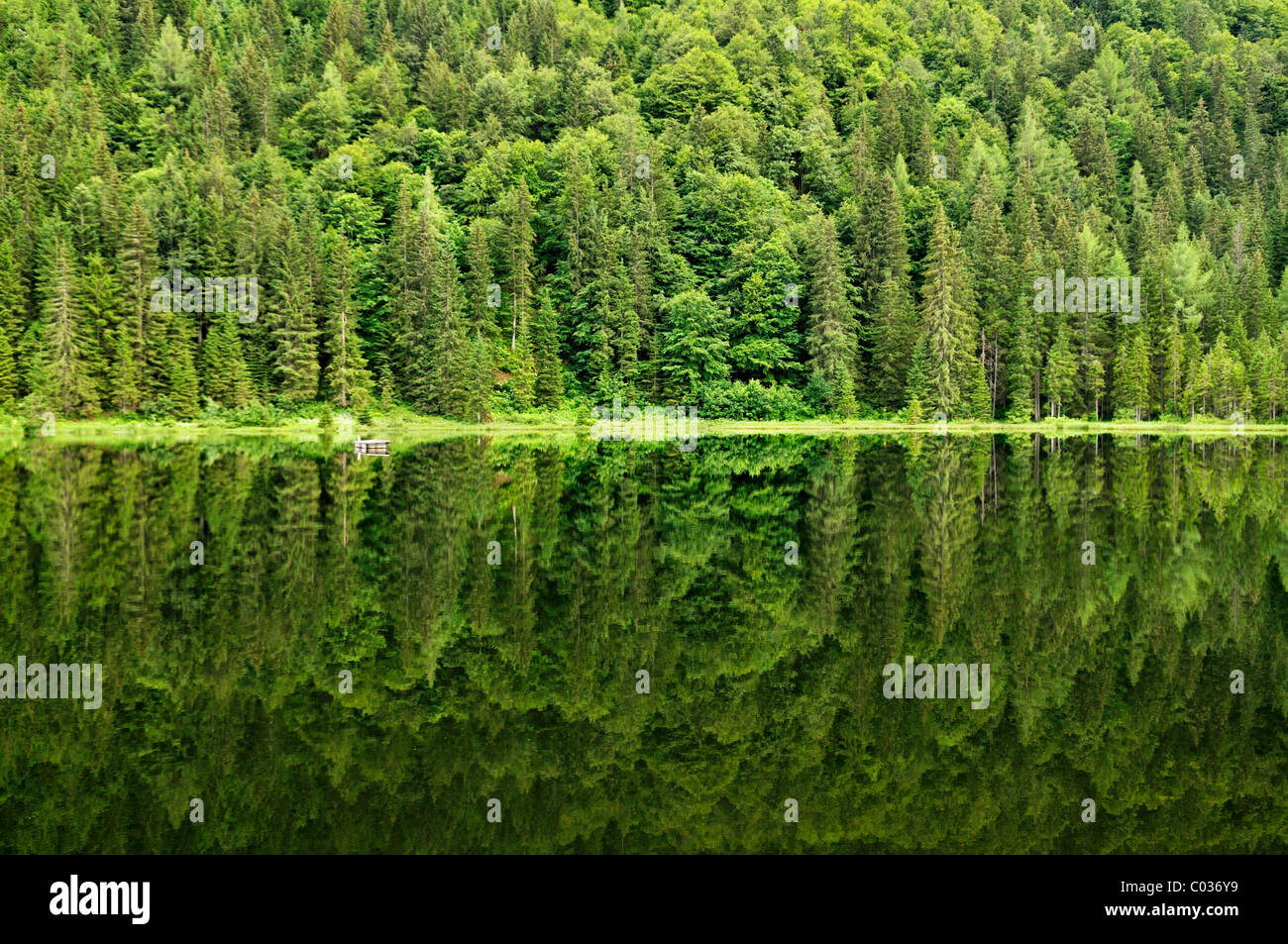 Lago Spechtensee, riflessioni di una foresta di pini in acqua, paesaggio tra Tauplitz e Liezen, Salzkammergut, Stiria Foto Stock