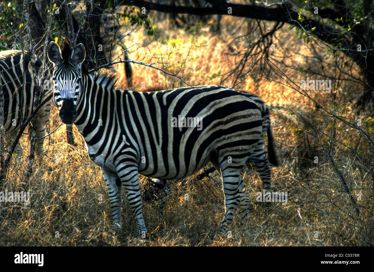 Zebra nel Parco di Kruger Foto Stock