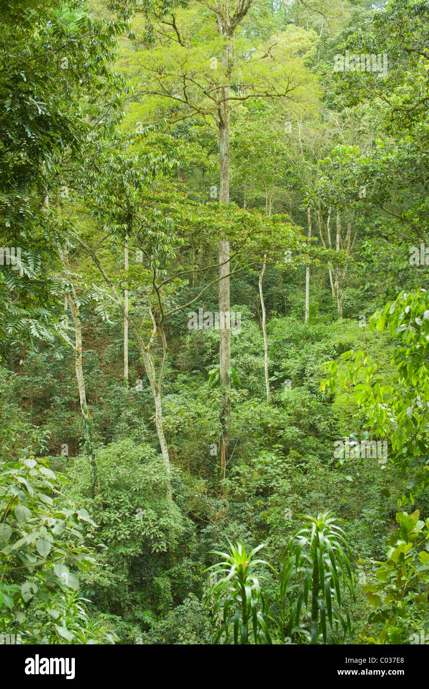 La foresta tropicale sull'Isola di Roatan, Honduras, America Centrale Foto Stock