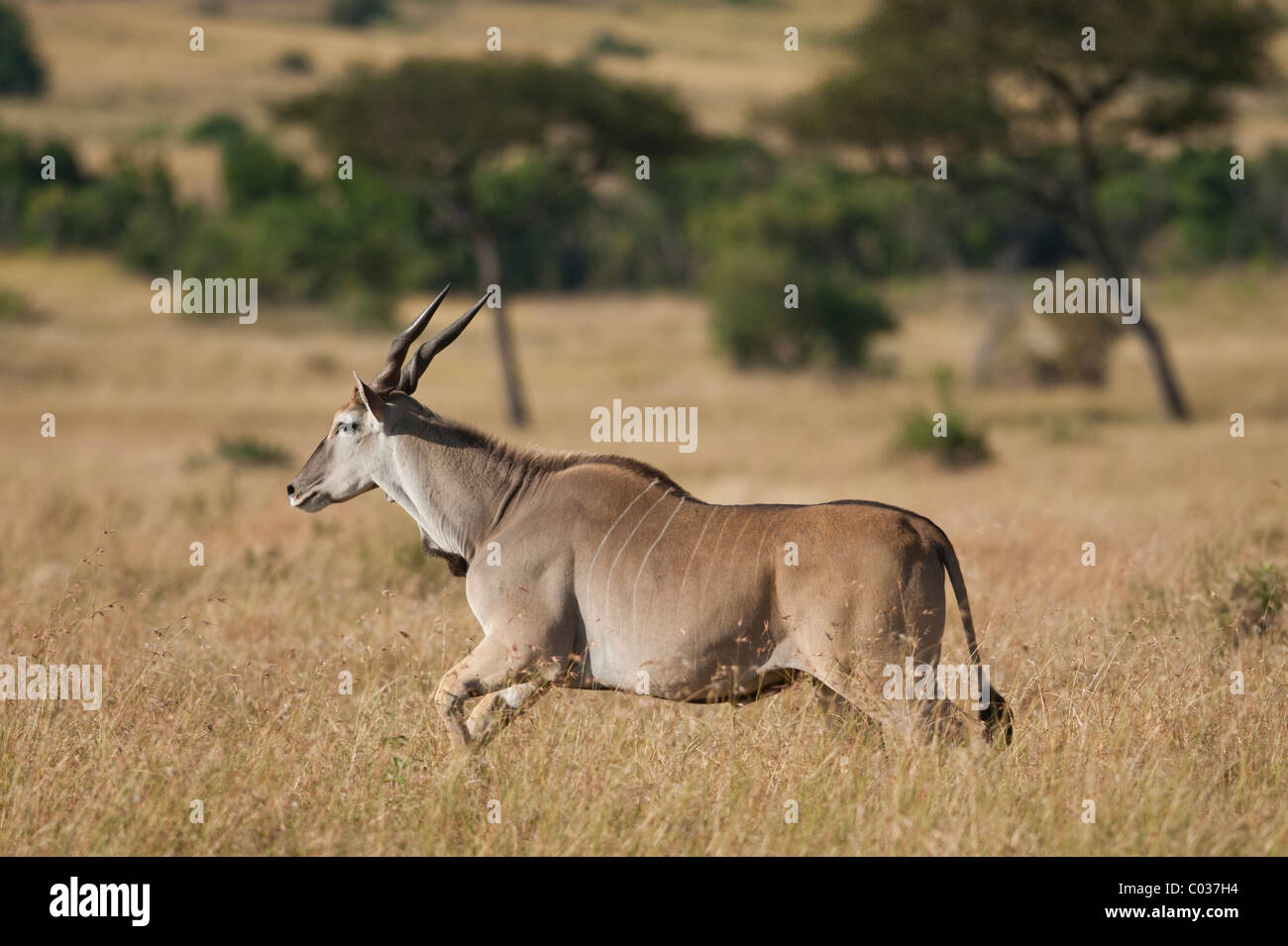 Comune o Eland Eland Antilope (Taurotragus oryx), corsa, Serengeti National Park, Tanzania Africa Foto Stock