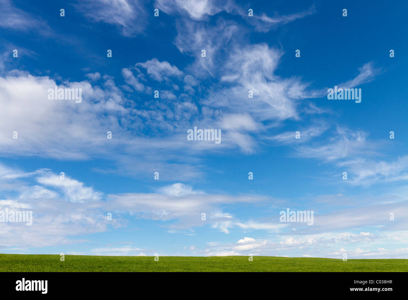 Erba verde e il cielo con le nuvole Foto Stock