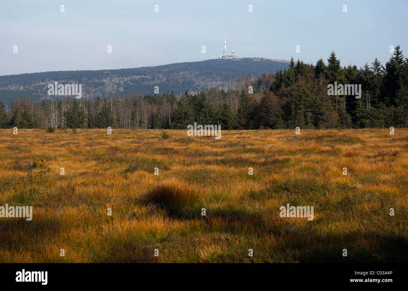 Torfhaus Moor nelle montagne Harz sotto Brocken Mountain, Torfhaus, Bassa Sassonia, Germania, Europa Foto Stock