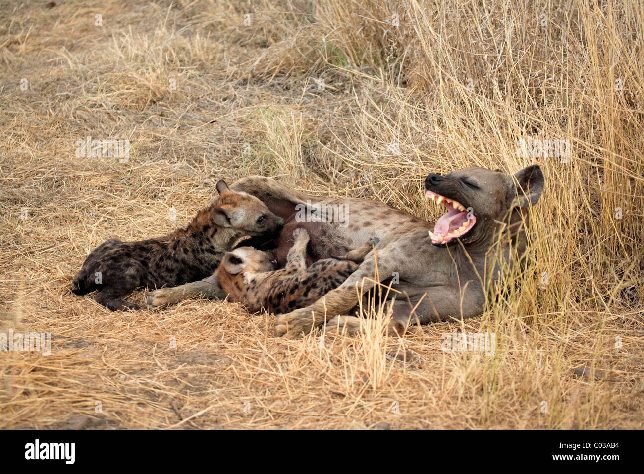 Spotted Hyena (Crocuta crocuta), femmina adulto alimentando il suo cubs, Kruger National Park, Sud Africa e Africa Foto Stock