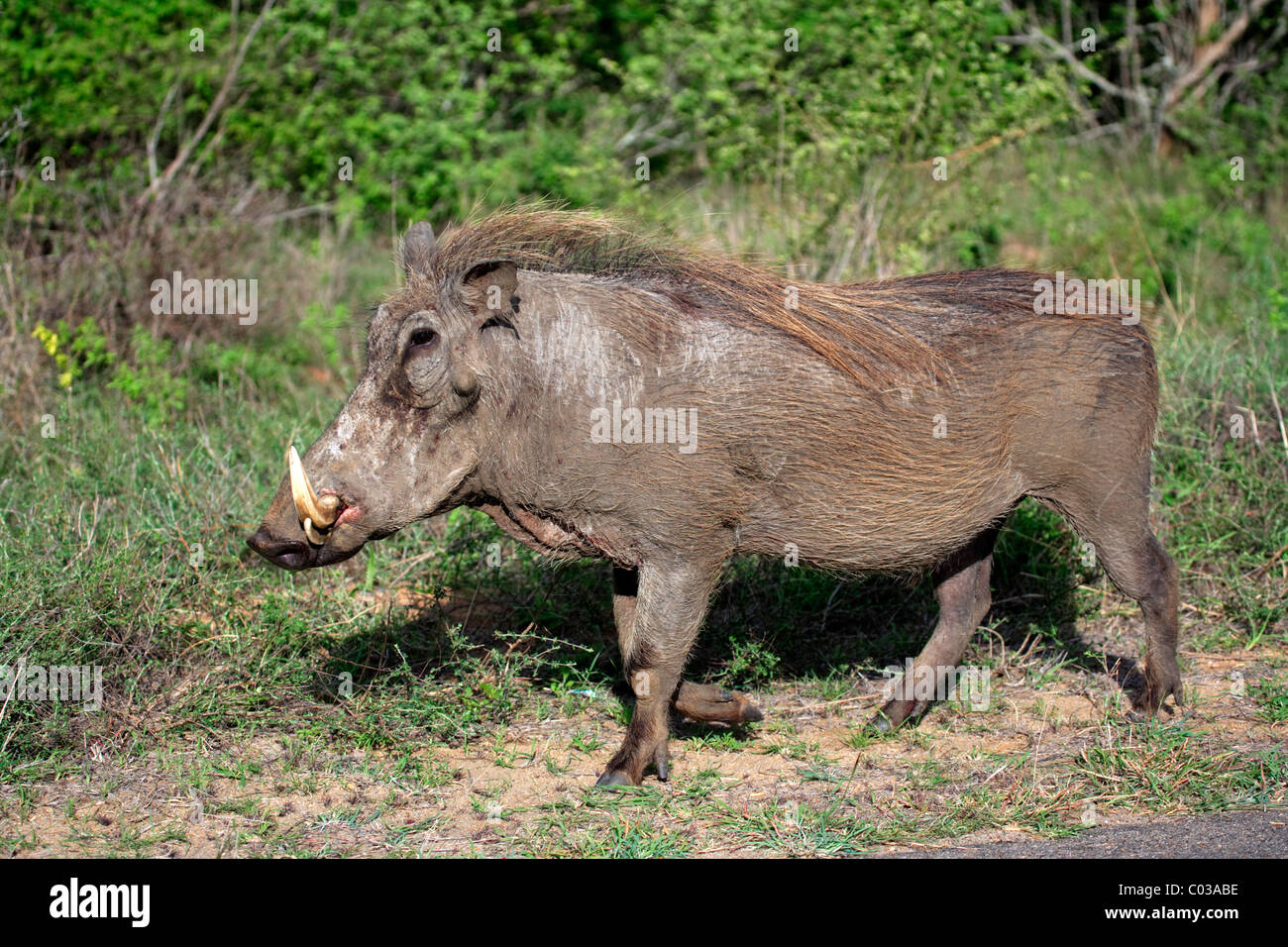 Deserto Warthog (Phacochoerus aethiopicus), adulto maschio, Kruger National Park, Sud Africa e Africa Foto Stock