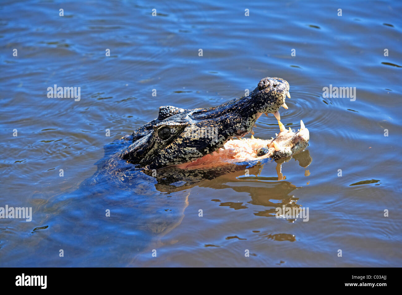 Caimano Yacare (yacare Caimano), Adulto galleggiante in acqua con la bocca aperta, Pantanal, Brasile, Sud America Foto Stock