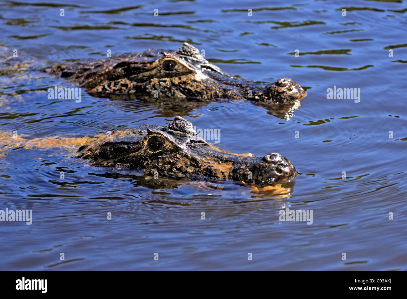 Caimano Yacare (yacare Caimano), ritratto, due adulti nuoto, Pantanal, Brasile, Sud America Foto Stock