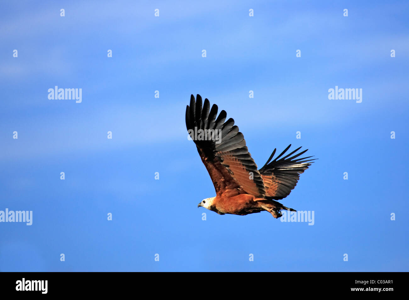 Black Hawk a collare (Busarellus nigricollis), Adulto caccia, Pantanal, Brasile, Sud America Foto Stock