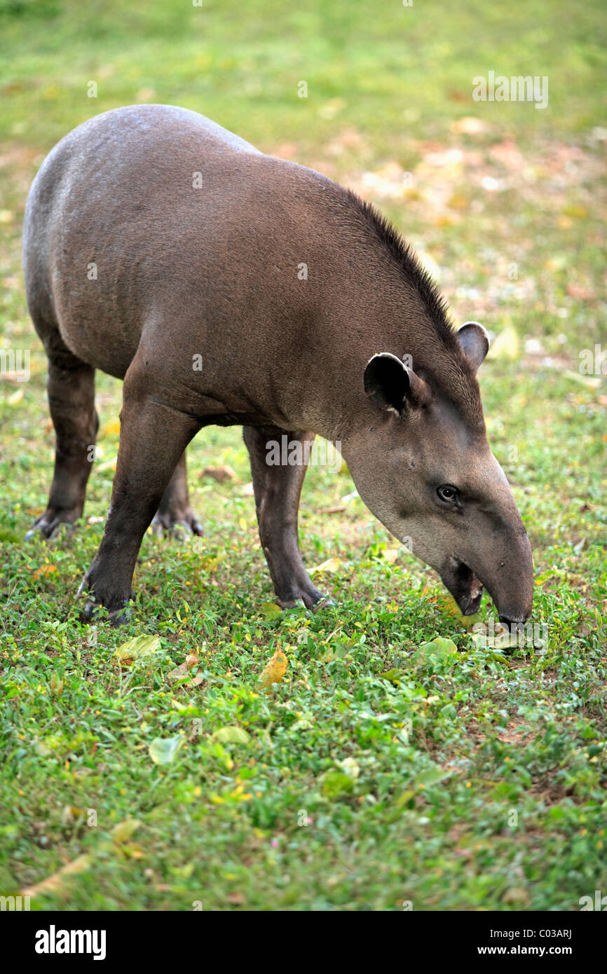 Sud Americana il tapiro (Tapirus terrestris), Adulto mangiare, Pantanal, Brasile, Sud America Foto Stock