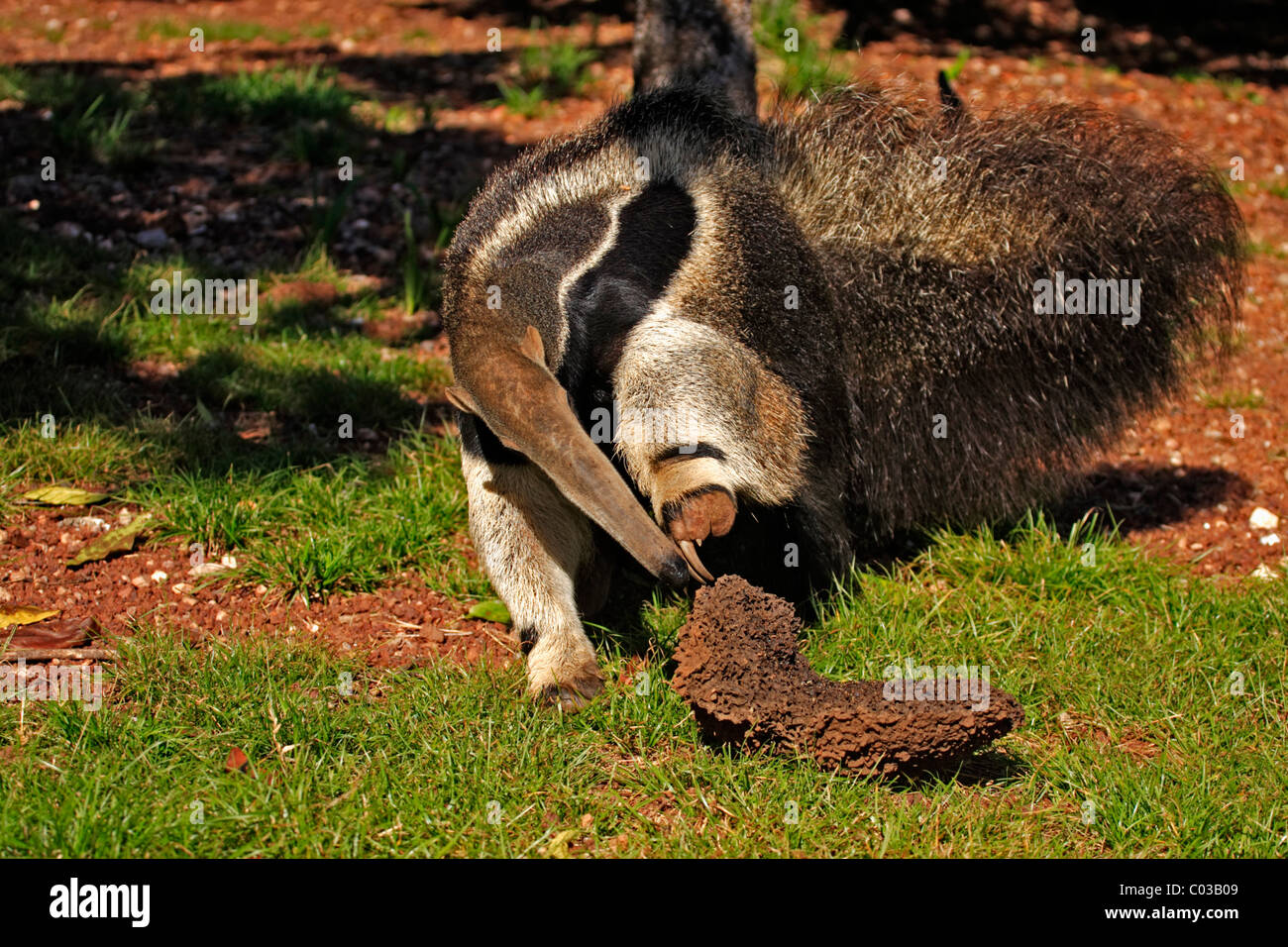 Giant Anteater (Myrmecophaga tridactyla), ritratto, adulto alimentazione su termiti in un tumulo termite, Pantanal, Brasile Foto Stock