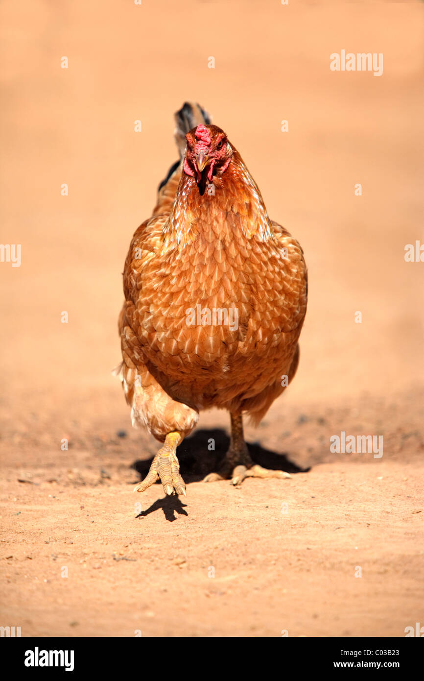 Red Junglefowl (Gallus gallus), gallina, Pantanal, Brasile, Sud America Foto Stock