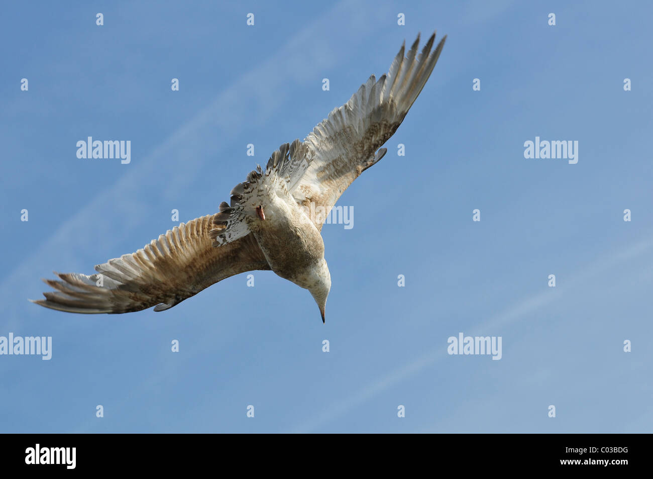 Aringhe giovani gabbiano (Larus argentatus) in volo sul cielo blu sullo sfondo Foto Stock