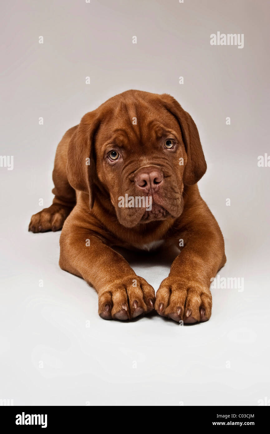 Giacente Bordeaux Mastiff o Francese Mastiff cucciolo Foto Stock