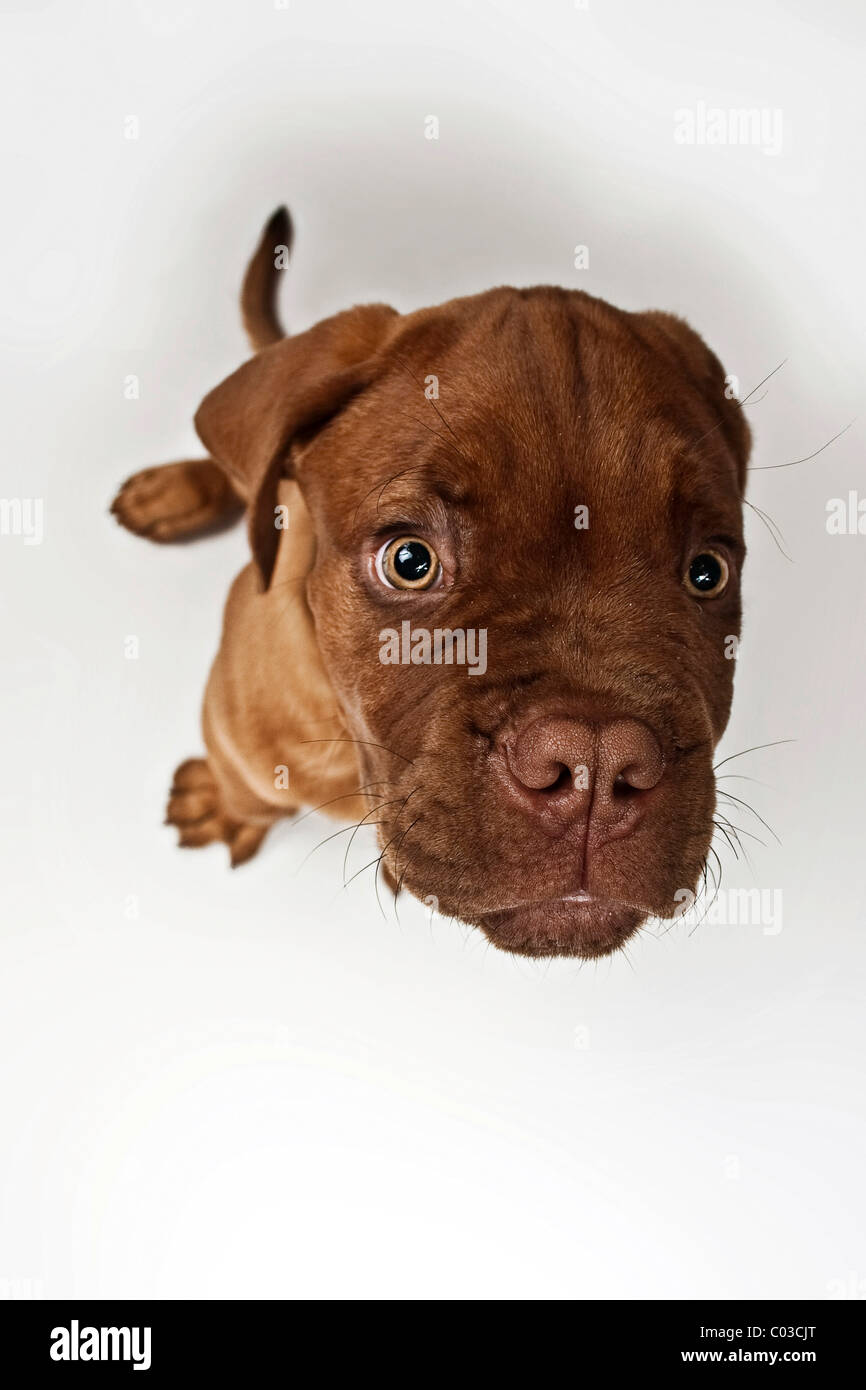 Bordeaux Mastiff o Francese Mastiff cucciolo Foto Stock