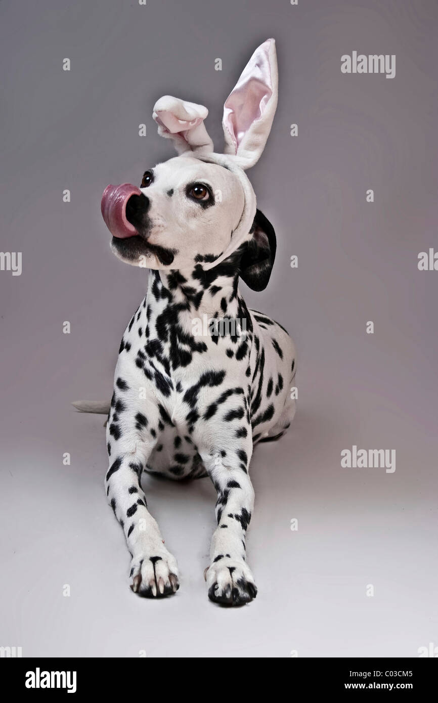 Con dalmata bunny peluche orecchie leccare il suo naso Foto stock - Alamy