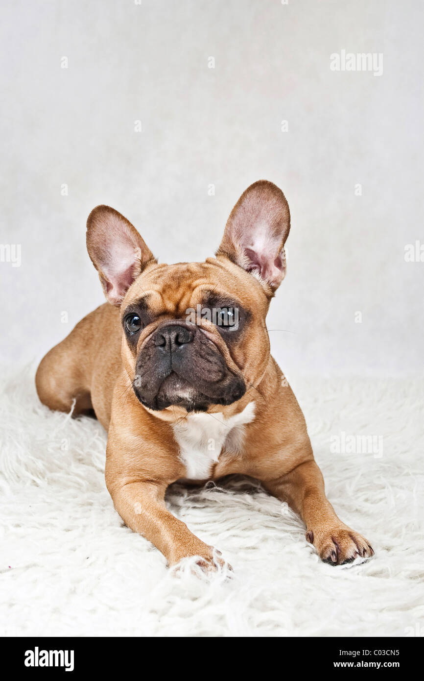 Bulldog francese giacente su di una bianca coltre di peluche Foto stock -  Alamy