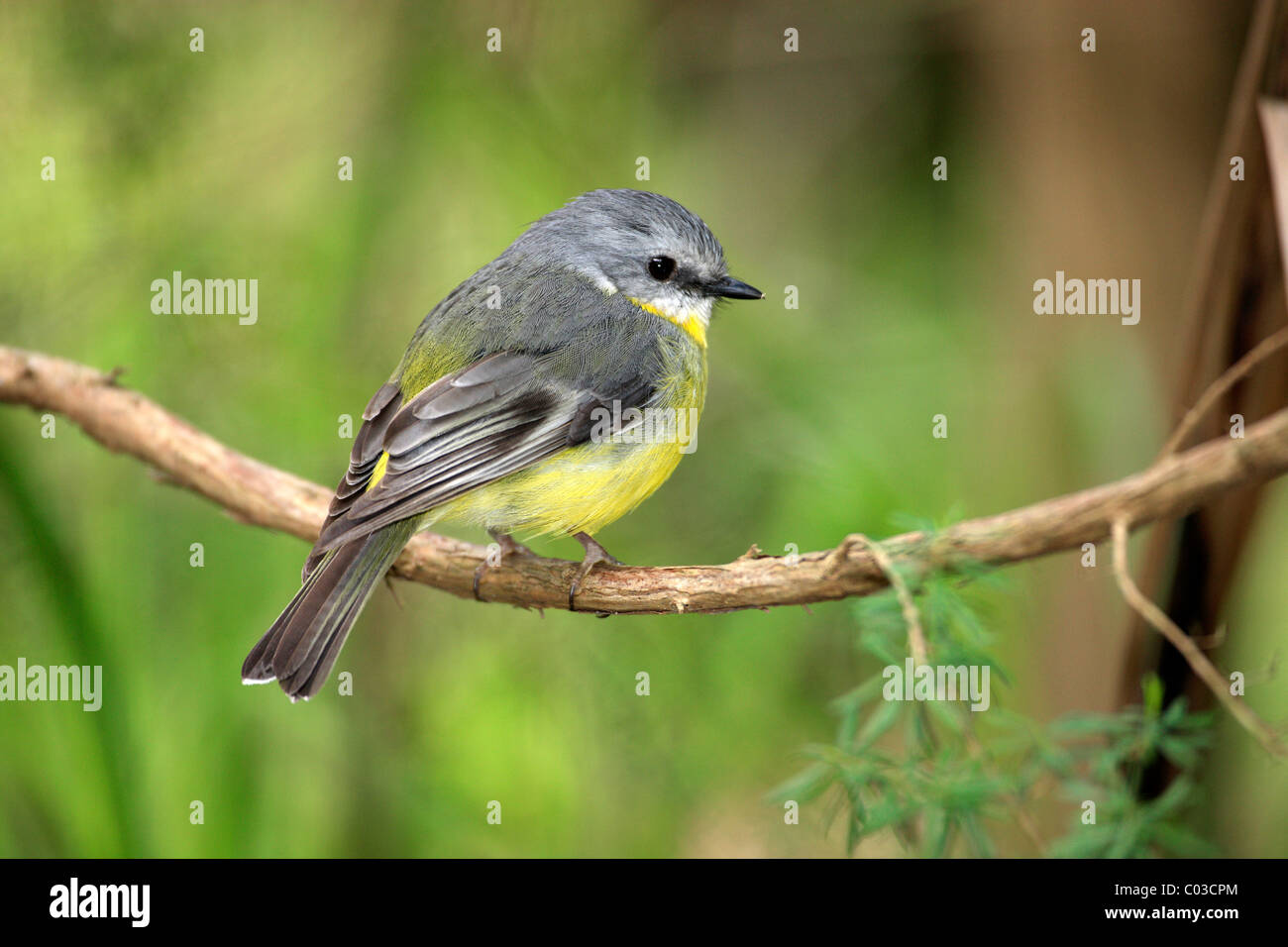 A becco giallo Robin (Eopsaltria flaviventris), Adulto, su albero, Australia Foto Stock